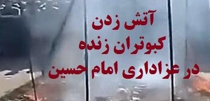آتش زدن 72 کبوتر